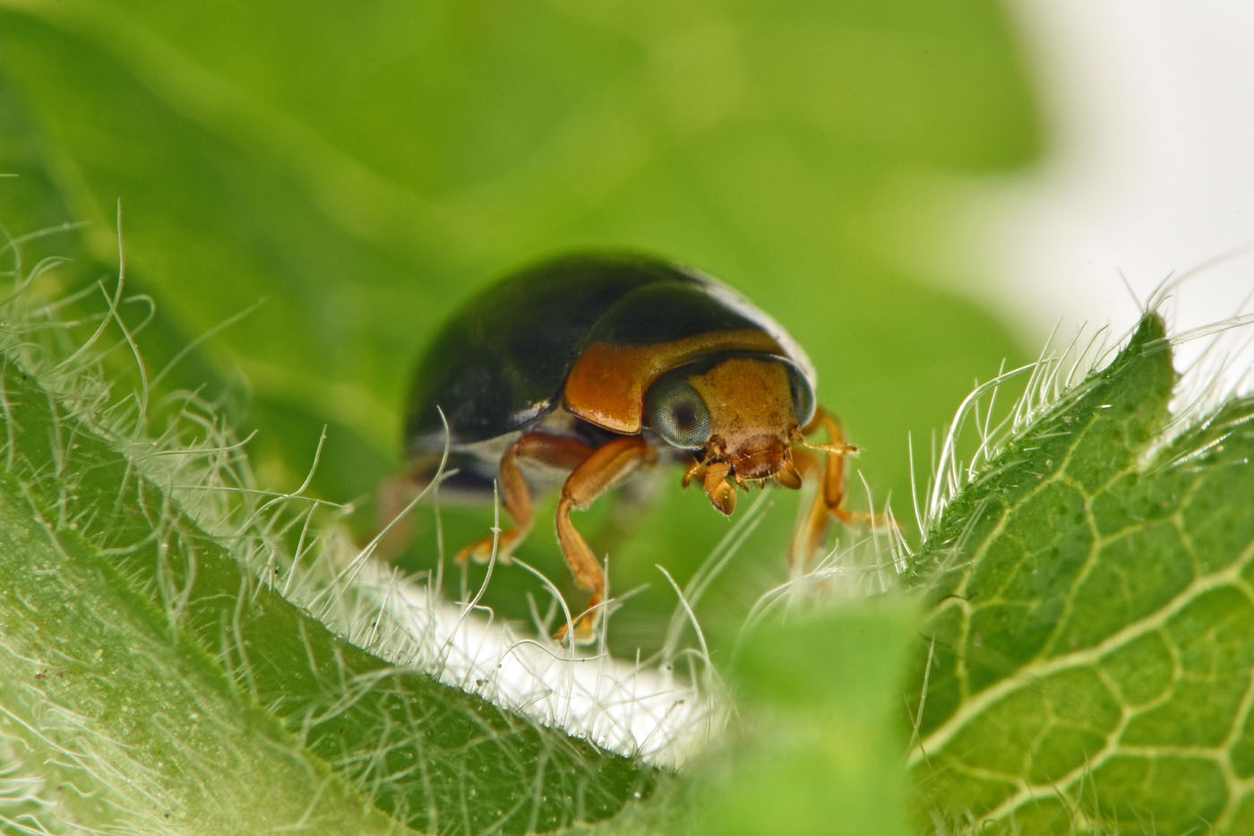 Coccinellidae: Hyperaspis sp? S.